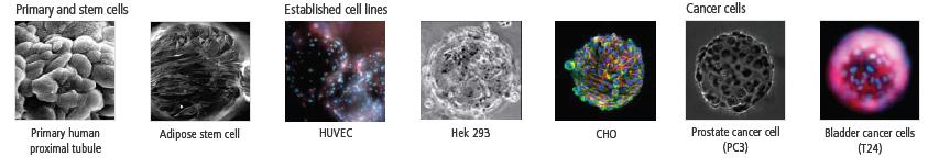 Culturing difficult cells